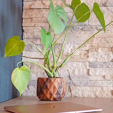 Le Ptit Zlatan, Vue Exceptionnelle Sur La * Sainte-Maxime