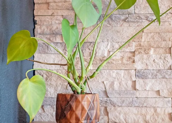 Le Ptit Zlatan, Vue Exceptionnelle Sur La * Σαιντ-Μαξίμ